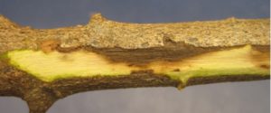 necrotic tissue under bark of loropetalum branch