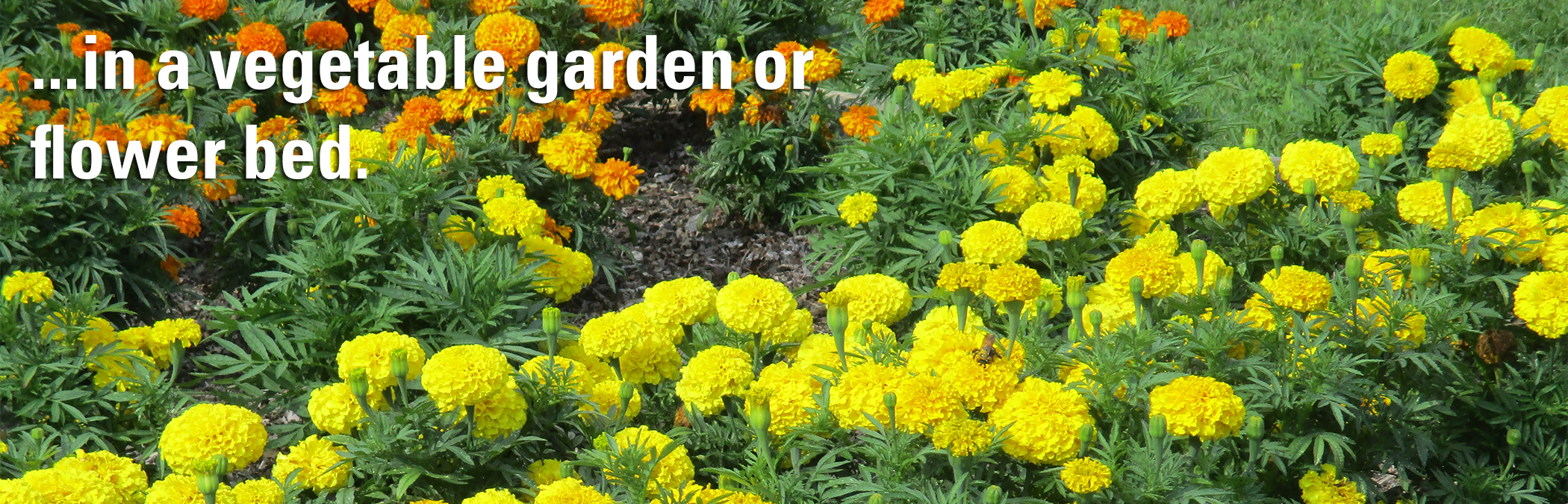 in a vegetable garden or flower bed.
