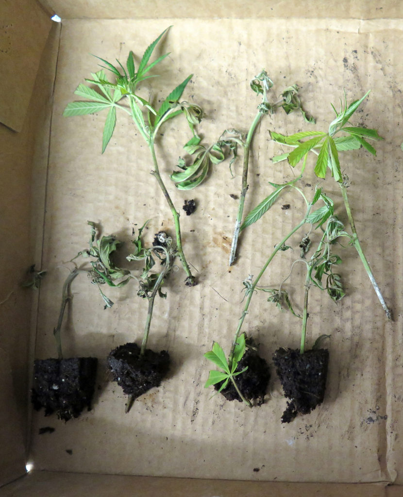 submission of multiple small hemp plants