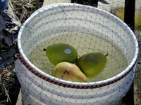 pears suspended in a bucket of water using mesh