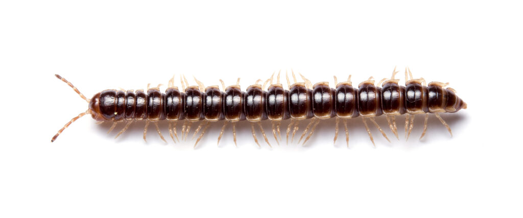 A brown millipede, the greenhouse millipede