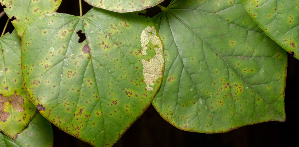 Redbud leaves with leaf spots and chewed area from redbud leaftier caterpillar. 