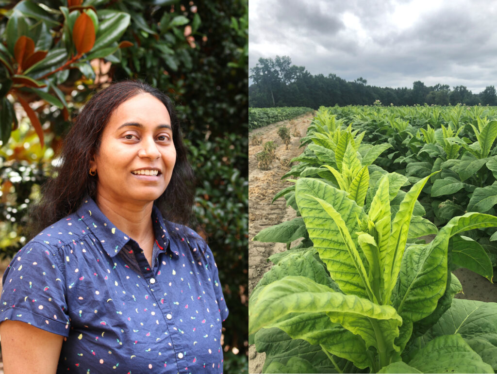 Portrait photo of Swarnalatha Moparthi and a tobacco field