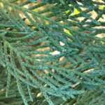close-up of Leyland cypress needles