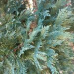 branches of Leyland cypress