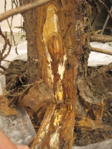 arborvitae trunk with bark peeled back