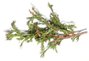 close-up of arborvitae branch with elongated, recurved needles
