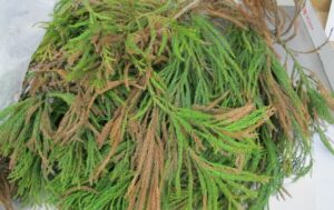 close-up of Cryptomeria branches with some twigs brown and dead