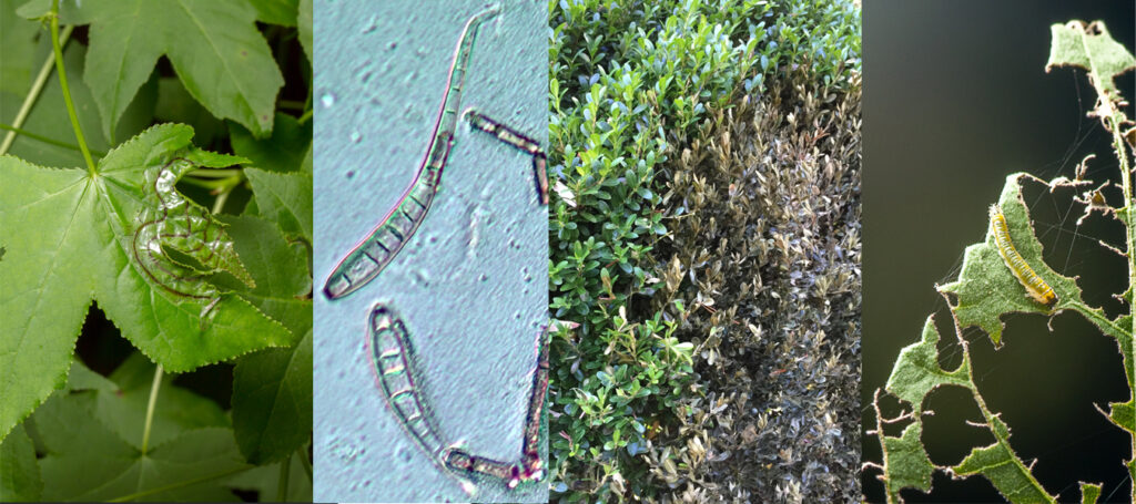 Banner showing leafminer on sweetgum, spores of soybean target spot, a boxwood with dieback, and a sawfly skeletonizing hibiscus