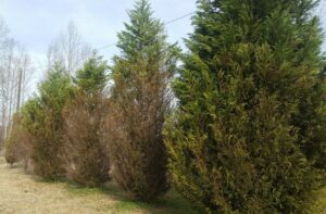 Row of Leyland cypress with Passalora needle blight