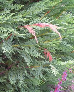 close-up of branches of Leyland cypress affected by Seridium canker