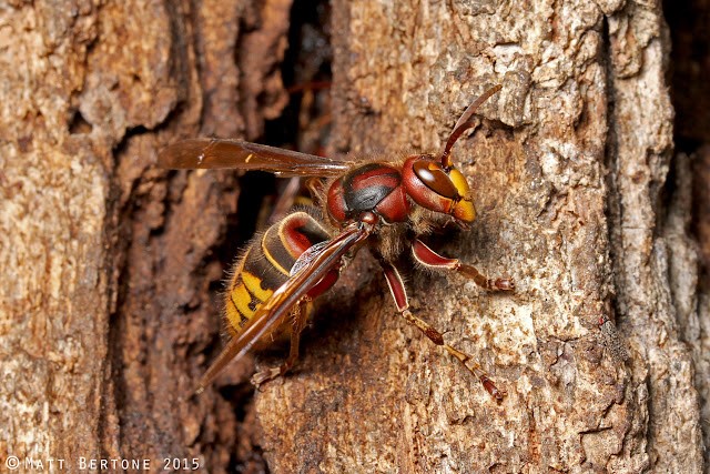 A large, red and yellow European hornet waits on the side of a tree.