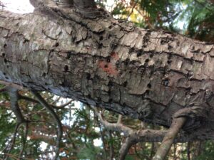 Holes in the trunk of an arborvitae from sapsucker woodpecker