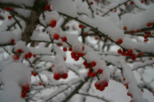 Snow on berry-laden branches of a deciduous holly