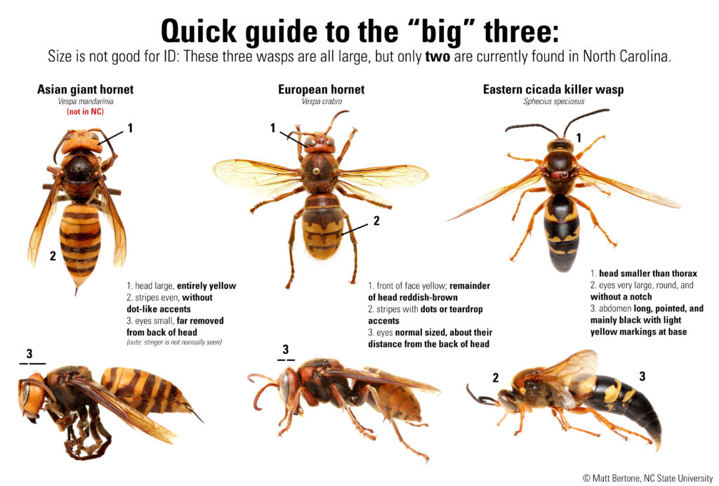 A comparison guide for distinguishing Asian giant hornet from European hornet and cicada killer wasps (the latter tow found in NC)