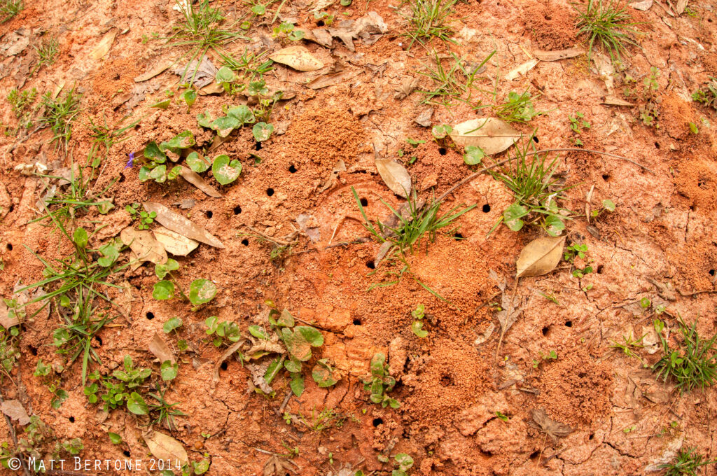 Numerous holes in the ground from the nests of Andrena mining bees.