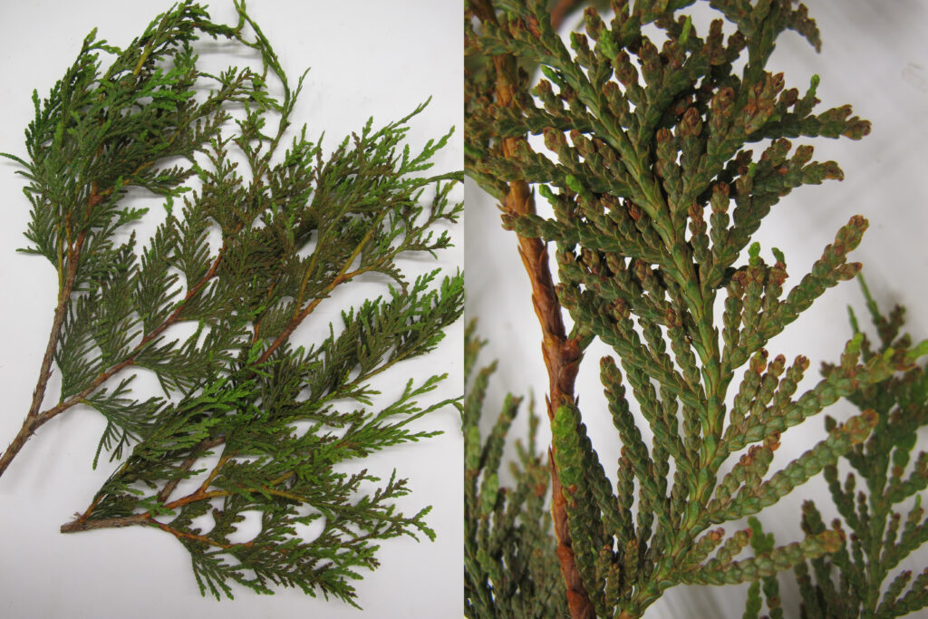 Arborvitae branches with rusty stippling indicative of spider mite damage.