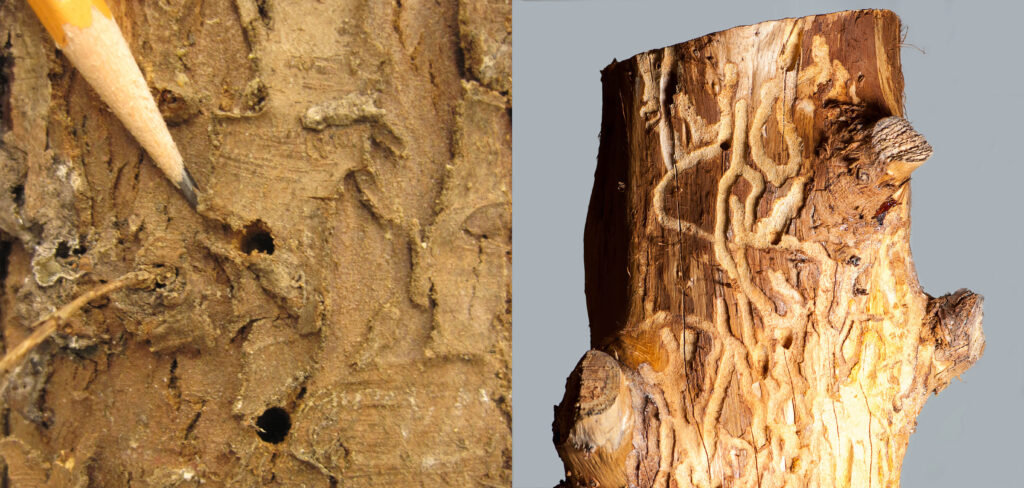Exit holes on the surface of a trunk, and galleries under the bark.