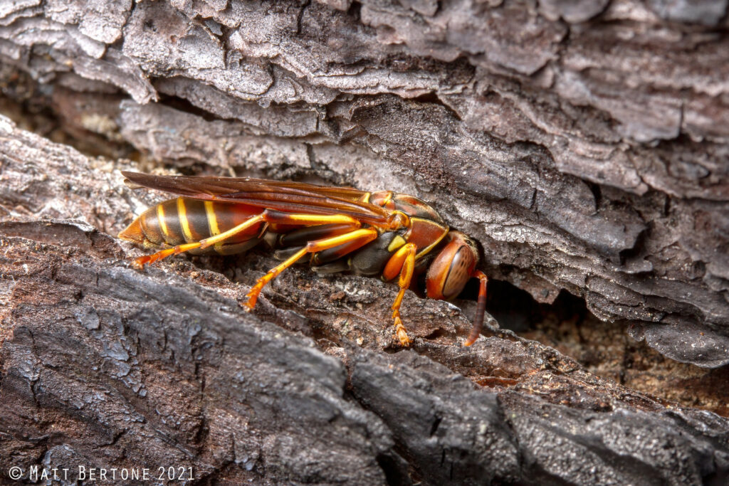 A queen paper wasp slumbering over winter in the bark of a dead pine tree
