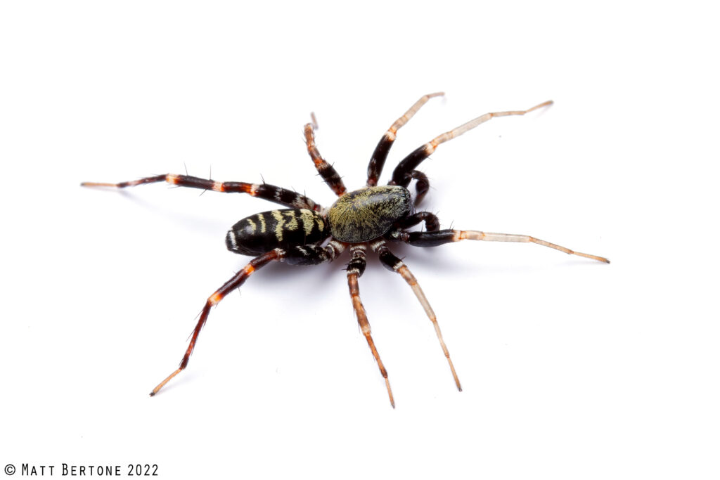 A ground sac spider (Corinnidae) in the genus Castianeira. Its body is black with white patterns all over. The rear part of the spider is boldly striped.