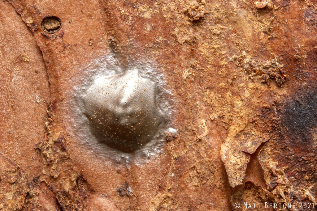 The flattened, bronze metallic egg sac of a ground sac spider (Corinnidae).