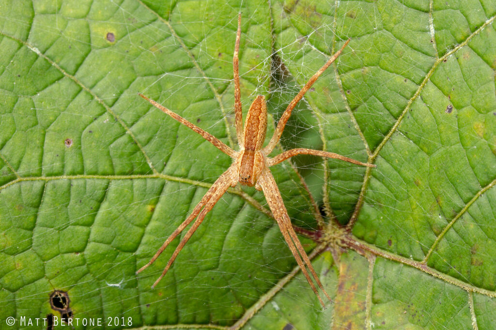 A nursery web spider, a brown spider with stripes down the sides of its back. Sitting in a small web on a leaf.