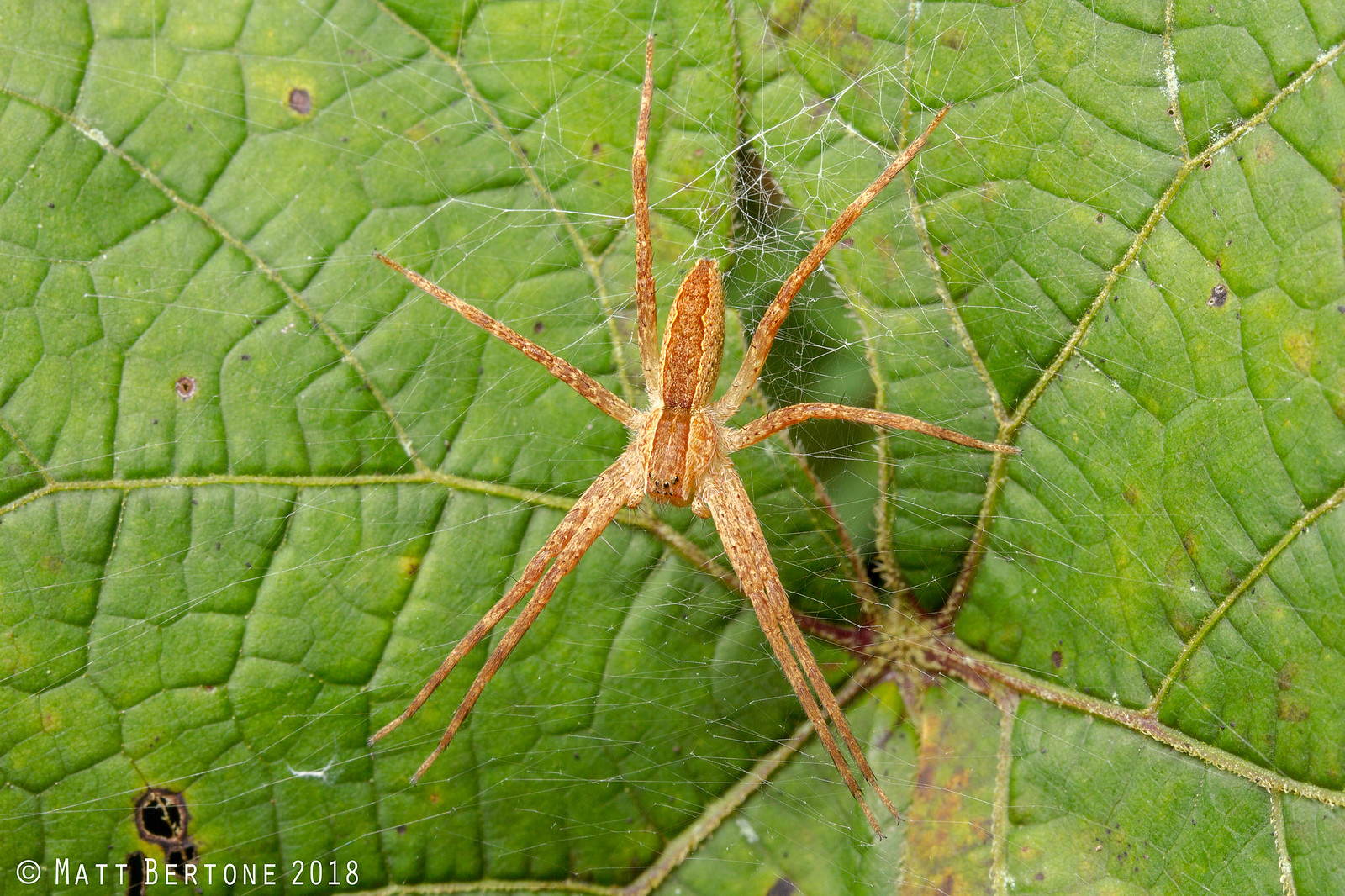 Nursery web spider  South Carolina Public Radio