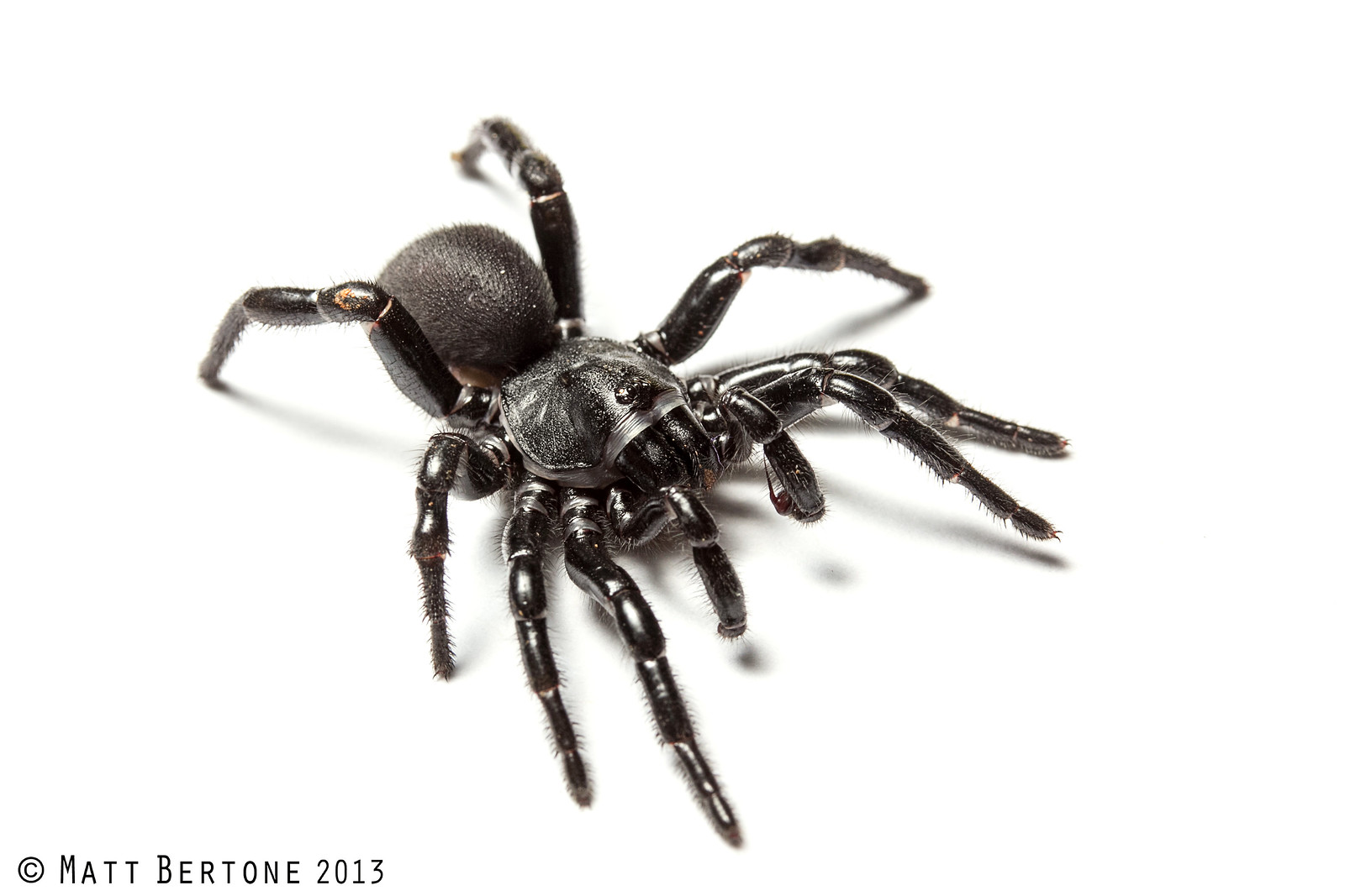 Venomous spiders in NC / SC and how to identify them