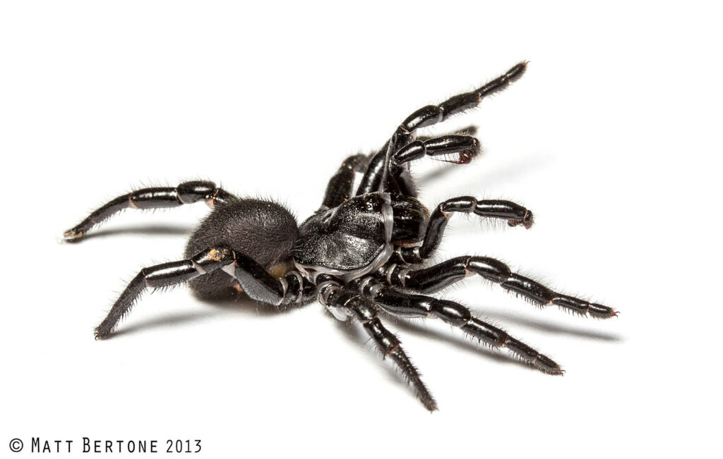 A heavy-bodied, black spider with shiny legs putting its front legs up.