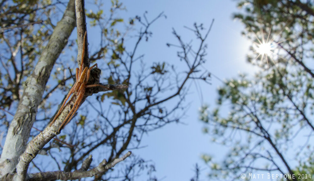 A nursery web spider (Pisaurina mira) resting on a tree branch in the sun