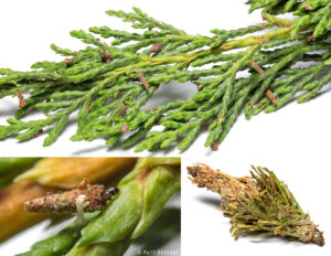 Cover photo for Online Cypress Diagnostic Guide