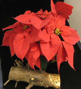Poinsettia and also a section of tree trunk infected with Armillaria