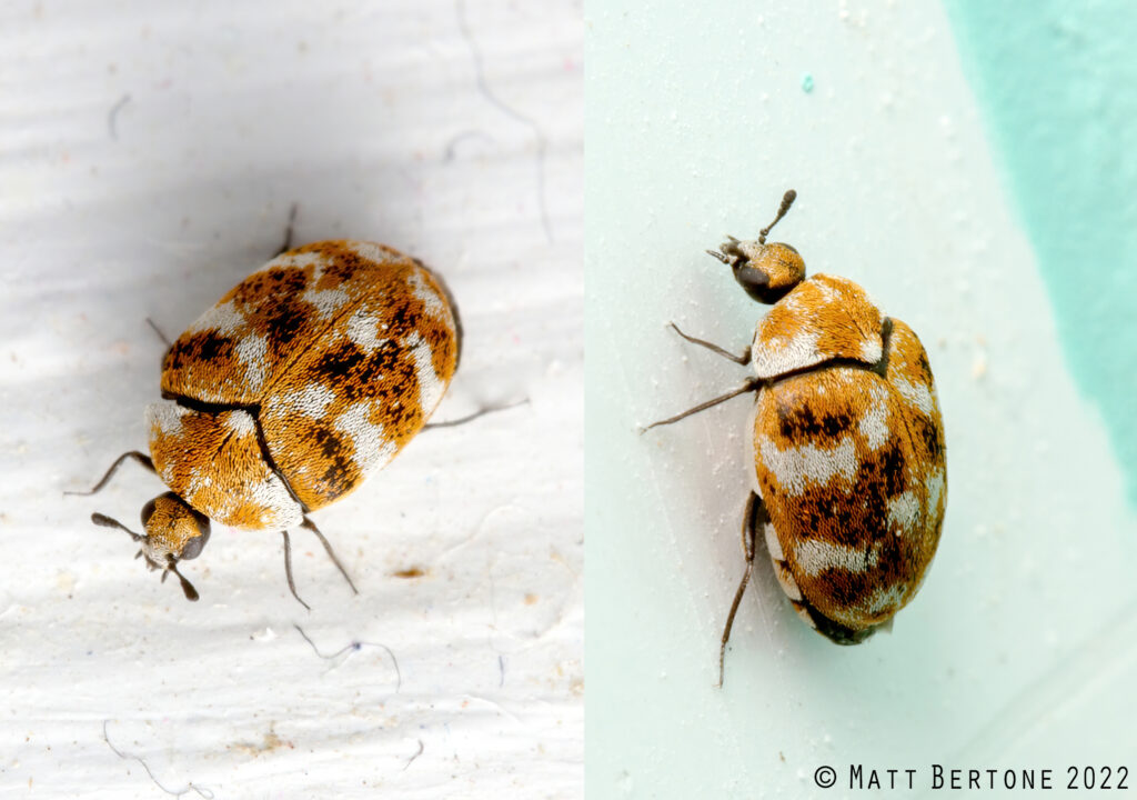 photos showing an adult carpet beetle from the top and side. You can see a small, round/oval beetle with patterns of small orange, white and black scales