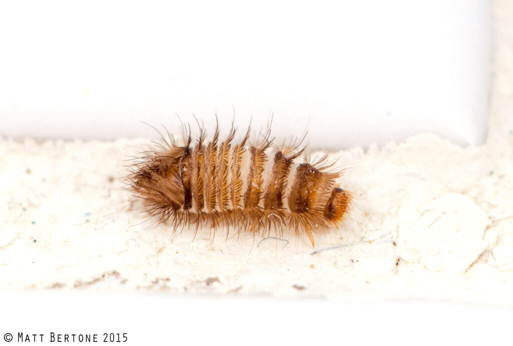 a small, caterpillar-like larva with bands of spiky hairs
