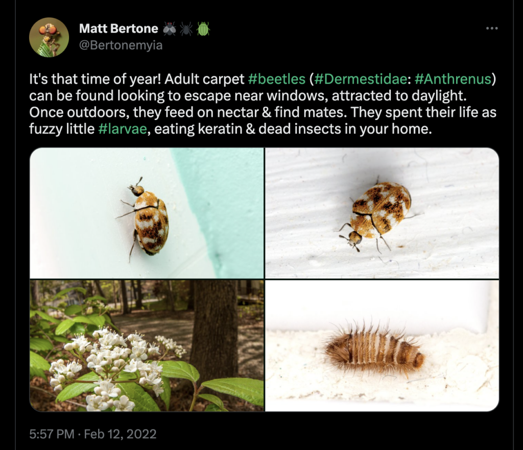 screenshot of a tweet about these beetles by the author from last year at this time