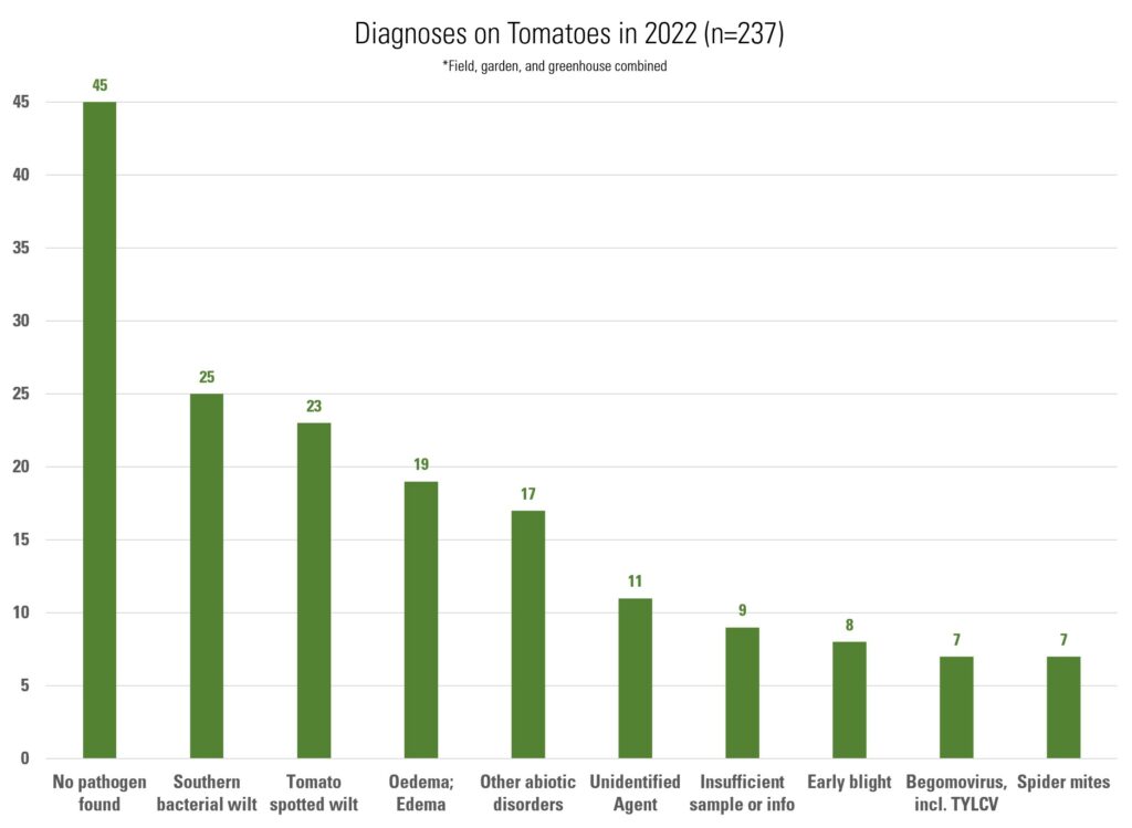 Bar graph showing most frequent diagnoses for tomatoes in 2022. No pathogen found 45 Southern bacterial wilt 25 Tomato spotted wilt 23 Oedema; Edema 19 Other abiotic disorders 17 Unidentified Agent 11 Insufficient sample or info 9 Early blight 8 Begomovirus, incl. TYLCV 7 Spider mites 7