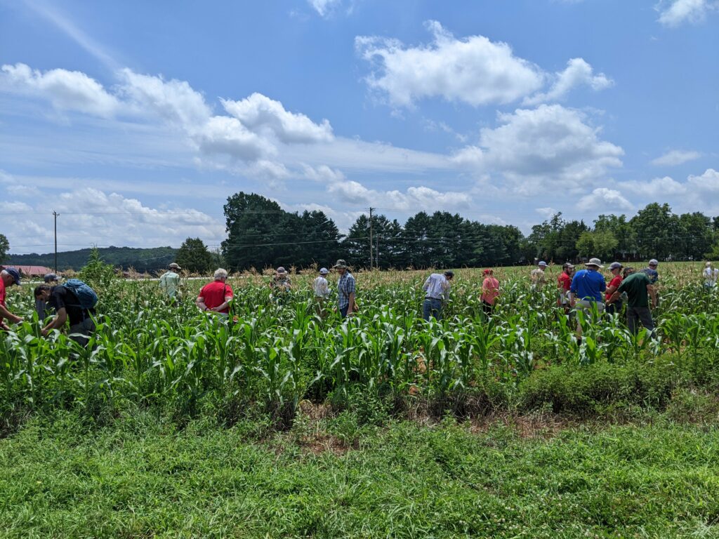 NC Agricultural Extension Agents wandering around a corn plot looking for pests and pathogens at the Piedmont Research Station (Salisbury, NC).