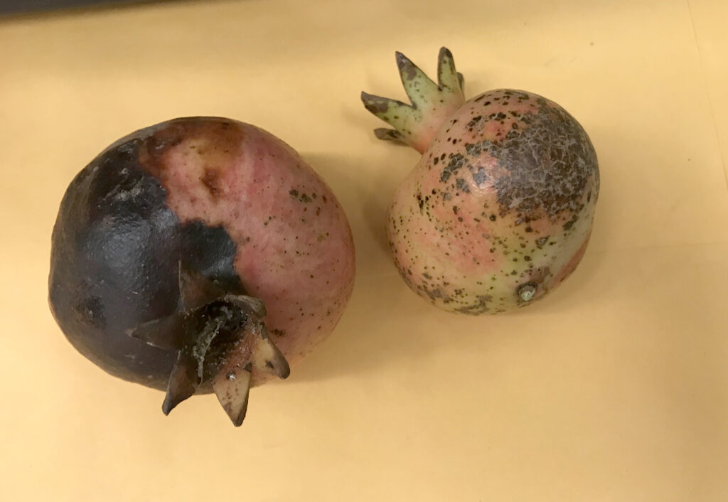 Fruit rot (Coniella granati) on pomegranate (Punica granatum)