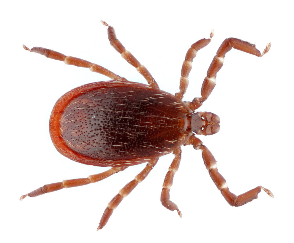 An image of a reddish-brown tick, the deer or blacklegged tick, on a white background
