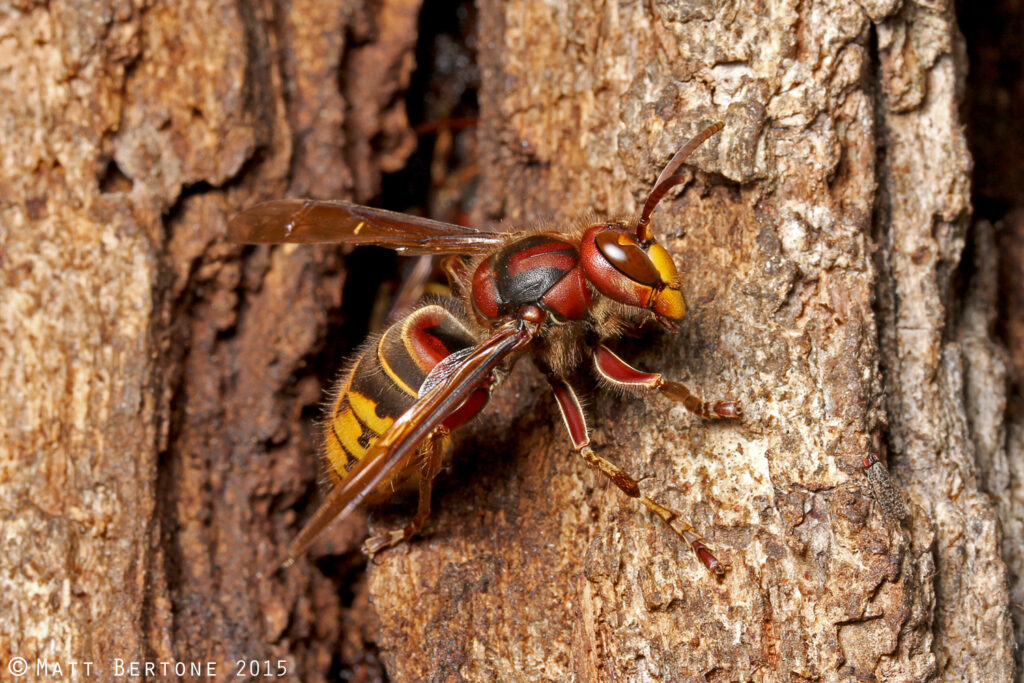 A large European hornet on a tree