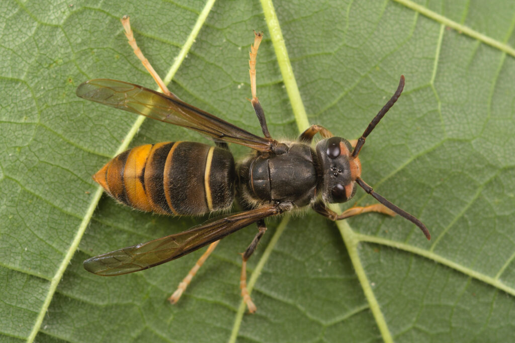A wasp sitting on a leaf. It is mostly dark with some yellow markings