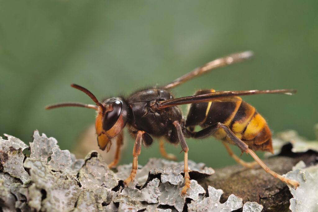 A wasp sitting on lichen-covered bark. It is mostly dark with some yellow markings