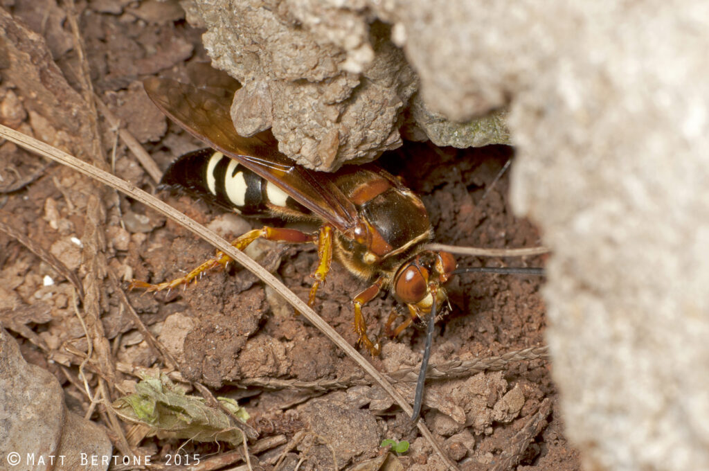 A large wasp on the ground