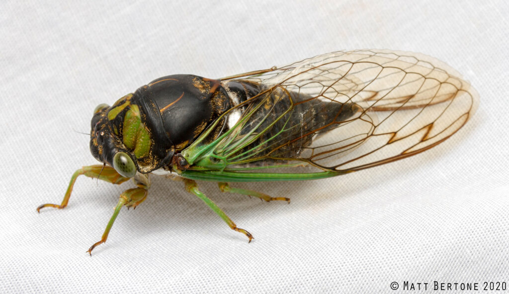 A hefty cicada, mostly black with some green