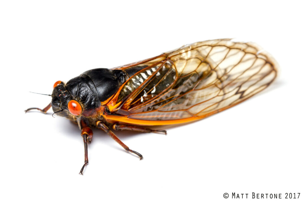 black cicada with orange and amber wings and bright red eyes.