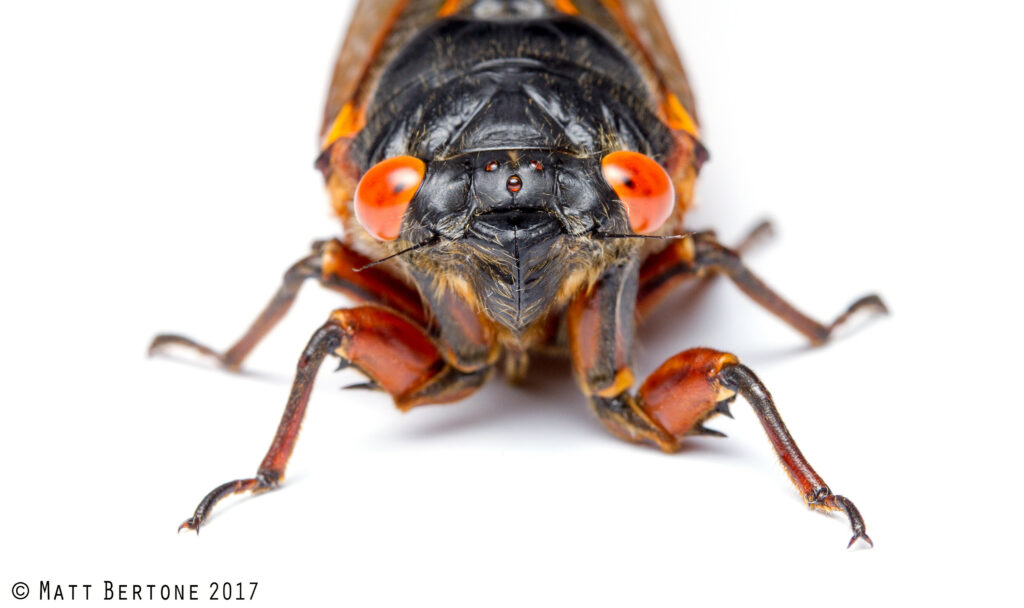 Looking at the face of a red-eyed, black cicada, legs stretched out in front