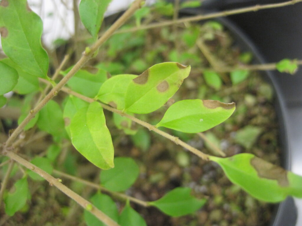 cercosporoid fungus (Thedgonia ligustrina) in ligustrum (Ligustrum sinense)