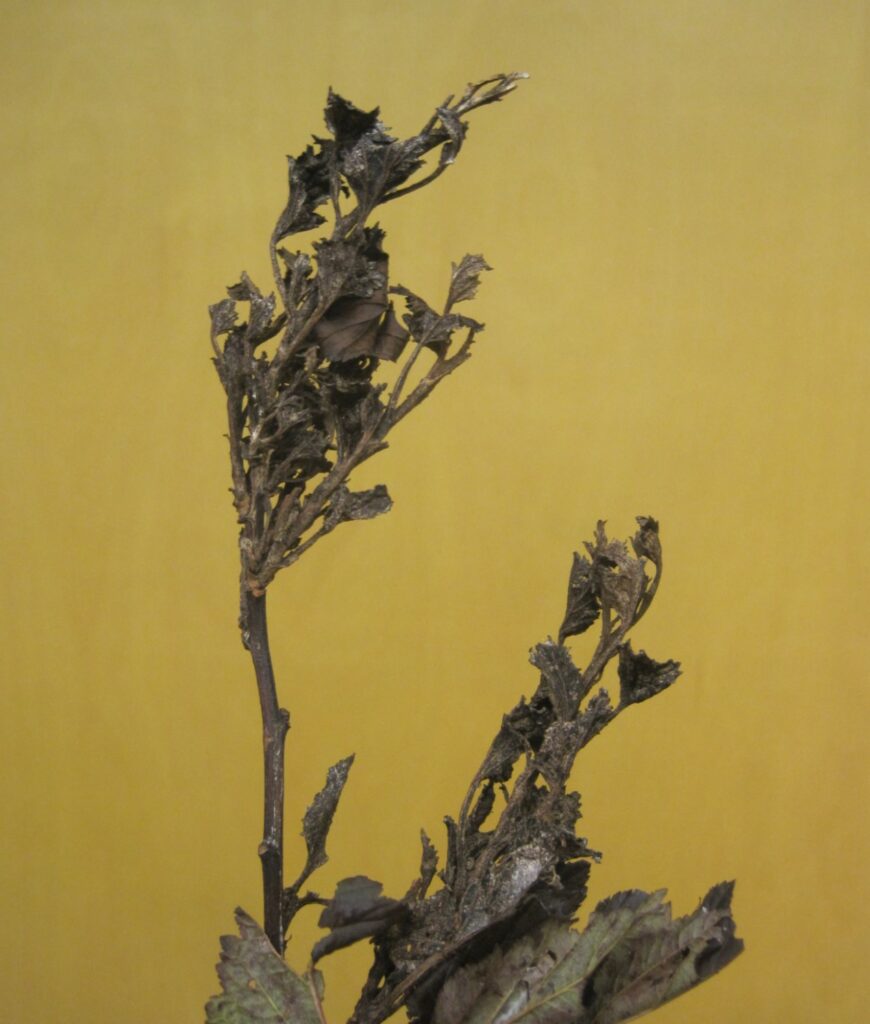 powdery mildew (Podosphaera physocarpi) on ninebark (Physocarpus)