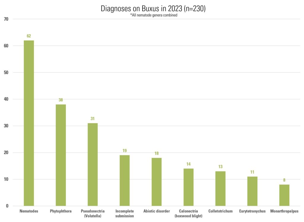 Top boxwood diagnoses in 2023: Nematodes 62, Phytophthora 38, Pseudonectria (Volutella) 31, Incomplete submission 19, Abiotic disorder 18, Calonectria (boxwood blight) 14, Colletotrichum 13, Eurytetranychus 11, Monarthropalpus 8