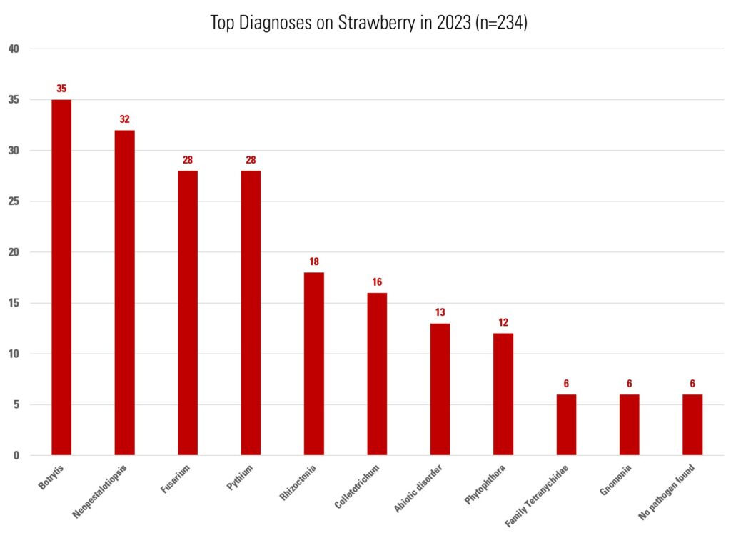 Top diagnoses for strawberry in 2023: Botrytis 35, Neopestalotiopsis 32, Fusarium 28, Pythium 28, Rhizoctonia 18, Colletotrichum 16, Abiotic disorder 13, Phytophthora 12, Family Tetranychidae 6, Gnomonia 6, No pathogen found 6